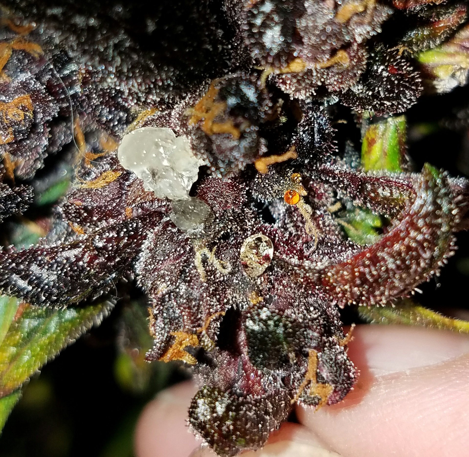 92354240_10158134475074784_6788785239754801152_n (1).jpg