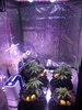 Phlizon 2000w indoor grow 3x3 my own seeds
