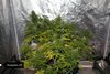 2169502_glue-gelato-auto-blue-dream-auto-sour-diesel-auto-grow-journal-by-growmancan2.jpg