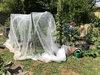 2020_bug-netting.jpg 2020_bug-netting.jpg