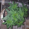 GG4_day28.jpg GG4_day28.jpg