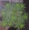 GG4auto_day36.jpg GG4auto_day36.jpg
