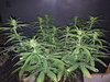 GG4auto1_day43.jpg GG4auto1_day43.jpg