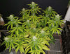 GG4auto_day57.jpg GG4auto_day57.jpg