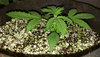 GG4auto2_day16.jpg GG4auto2_day16.jpg
