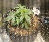 09-14-21_Day 21_Num_4_Bubba.jpg 09-14-21_Day 21_Num_4_Bubba.jpg