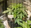 09-17-21_Day 24_Num_4_Bubba.jpg 09-17-21_Day 24_Num_4_Bubba.jpg