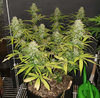 GG4auto.1_day65.jpg GG4auto.1_day65.jpg