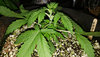 GG4auto.2_day19_untopped.jpg