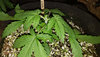 GG4auto.2_day19_topped.jpg GG4auto.2_day19_topped.jpg