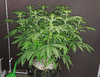 GG4auto.2_day44.jpg GG4auto.2_day44.jpg
