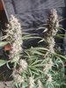 11-14-21_Chop_#3_Pre-Chop_Bud (2).jpg 11-14-21_Chop_#3_Pre-Chop_Bud (2).jpg