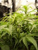 Grow 02 Day 40a.JPG Grow 02 Day 40a.JPG