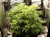 Grow 02 Day 41.JPG Grow 02 Day 41.JPG