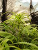 Grow 02 Day 41a.JPG Grow 02 Day 41a.JPG