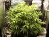 Grow 02 Day 42.JPG Grow 02 Day 42.JPG