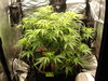 Grow 02 Day 42a.JPG Grow 02 Day 42a.JPG