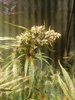 11-19-21_Day 86_#4_Bubba_Bud(2).jpg 11-19-21_Day 86_#4_Bubba_Bud(2).jpg