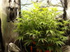 Grow 02 Day 46.JPG Grow 02 Day 46.JPG