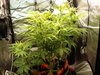 Grow 02 Day 47.JPG Grow 02 Day 47.JPG