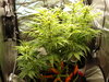 Grow 02 Day 48.JPG Grow 02 Day 48.JPG