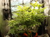 Grow 02 Day 49.JPG Grow 02 Day 49.JPG