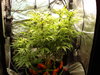 Grow 02 Day 51.JPG Grow 02 Day 51.JPG