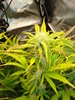 Grow 02 Day 51a.JPG Grow 02 Day 51a.JPG