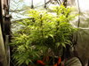 Grow 02 Day 52.JPG Grow 02 Day 52.JPG