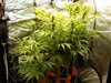 Grow 02 Day 53.JPG Grow 02 Day 53.JPG