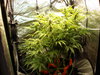 Grow 02 Day 54.JPG Grow 02 Day 54.JPG