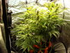Grow 02 Day 55.JPG Grow 02 Day 55.JPG
