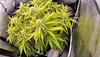Grow 02 Day 56.jpg Grow 02 Day 56.jpg