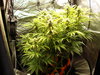 Grow 02 Day 59.JPG