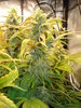 Grow 02 Day 69c.JPG