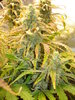Grow 02 Day 75b.JPG
