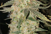 PKauto.2_day94_bud.jpg PKauto.2_day94_bud.jpg