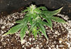 GLautoS1.3.clone_day70.jpg GLautoS1.3.clone_day70.jpg