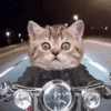 cat biker.gif cat biker.gif