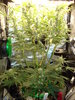 Grow 03 Day 58.JPG