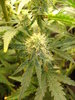 Grow 03 Day 59b.JPG