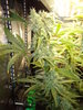 Grow 03 Day 64a.JPG