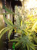 Grow 03 Day 76a.JPG