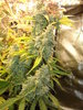 Grow 03 Day 82c.JPG