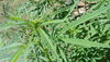 Mystery weed starting flower.JPG