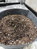 RocBud seedling.jpg