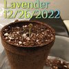 Lavender day 1
