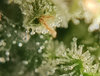 Trichomes closest.jpg