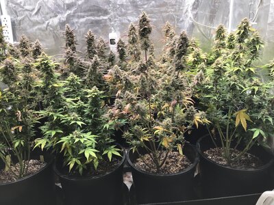 03.20.23_week10-angle2.jpg 03.20.23_week10-angle2.jpg