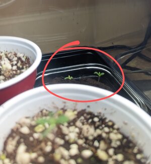 PXL_20230306_141930970.MP~2.jpg PXL_20230306_141930970.MP~2.jpg